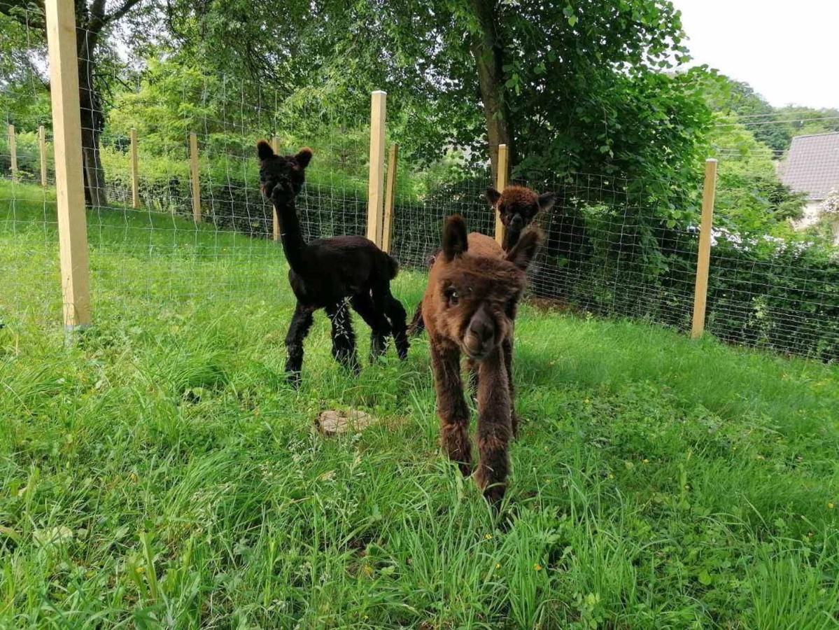 SchmelzCasa De Alpaca公寓 外观 照片